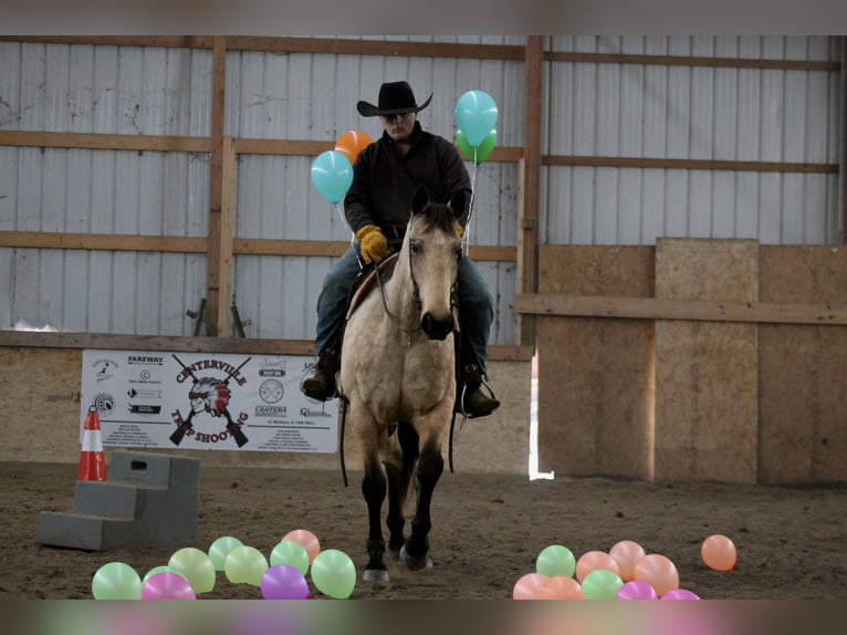 American Quarter Horse Ruin 7 Jaar 157 cm Buckskin in Plano