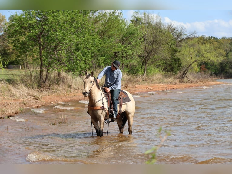 American Quarter Horse Ruin 7 Jaar 157 cm Buckskin in Ripley