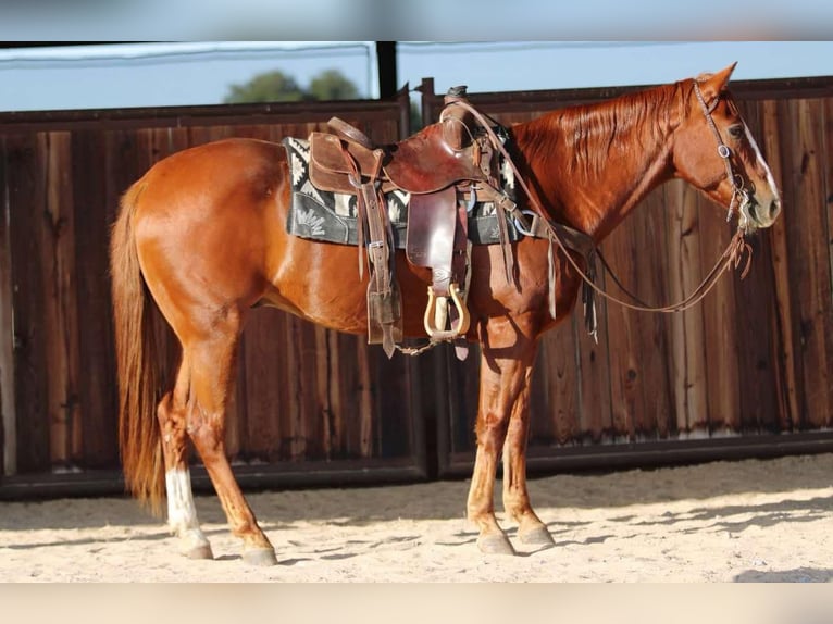 American Quarter Horse Ruin 7 Jaar 157 cm Donkere-vos in Lipan TX