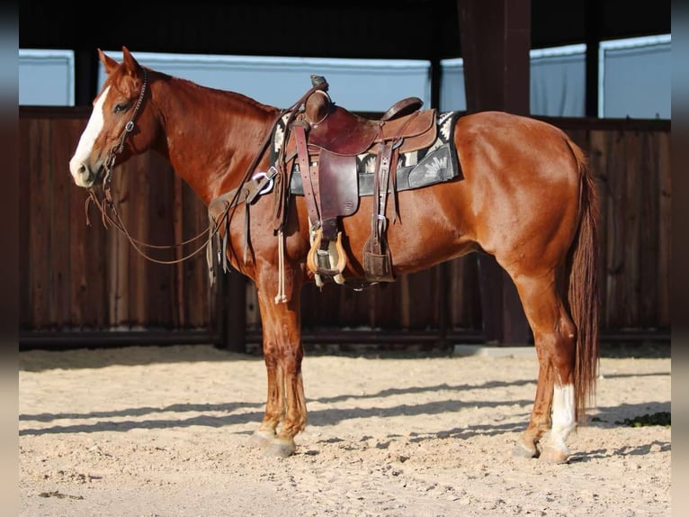 American Quarter Horse Ruin 7 Jaar 157 cm Donkere-vos in Lipan TX