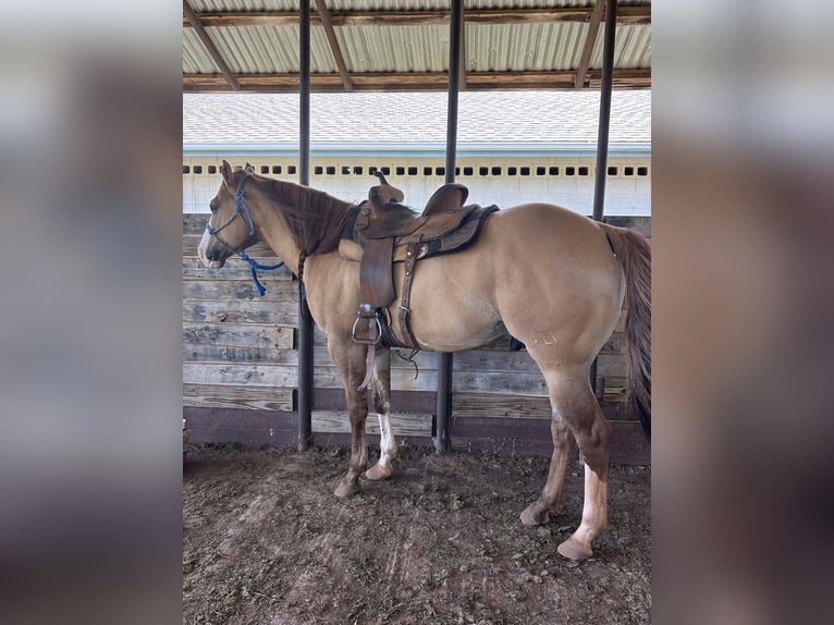 American Quarter Horse Ruin 7 Jaar 157 cm Falbe in Edmond