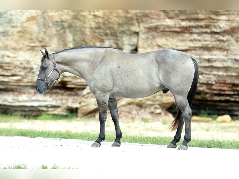 American Quarter Horse Ruin 7 Jaar 157 cm Grullo in Mount Vernon