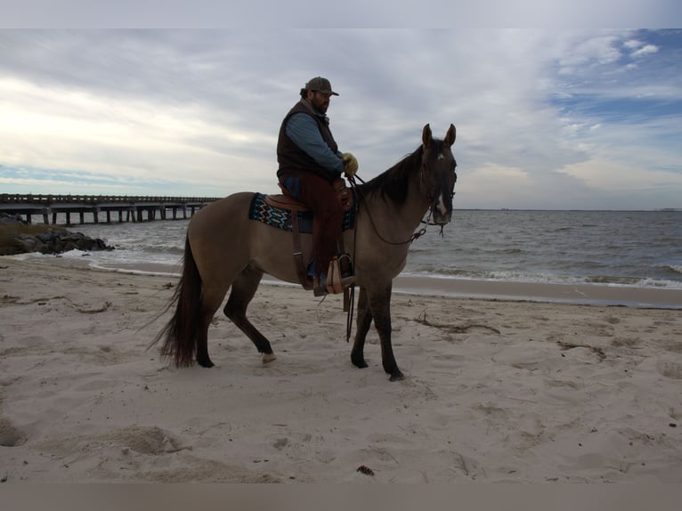 American Quarter Horse Ruin 7 Jaar 157 cm Grullo in Manns Harbor