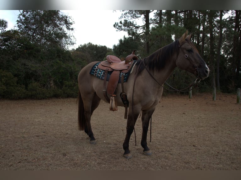 American Quarter Horse Ruin 7 Jaar 157 cm Grullo in Manns Harbor