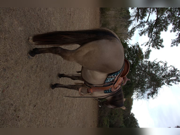 American Quarter Horse Ruin 7 Jaar 157 cm Grullo in Manns Harbor