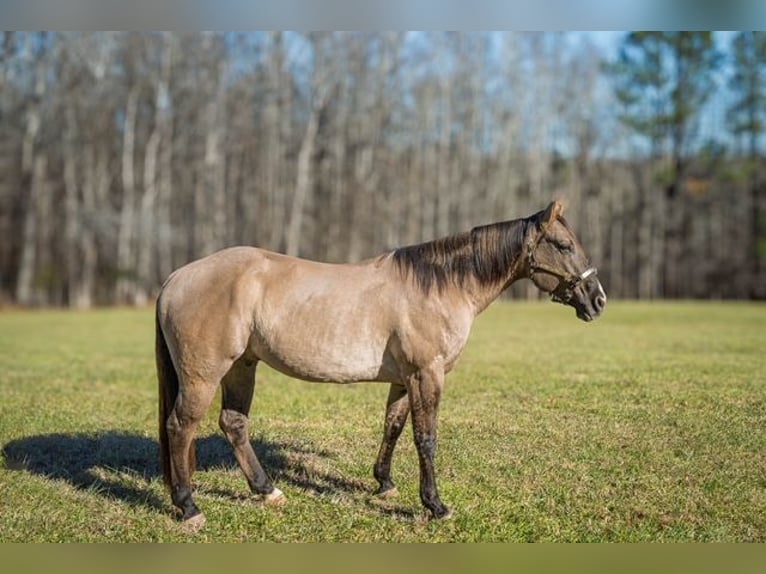 American Quarter Horse Ruin 7 Jaar 157 cm Grullo in Manns Harbor