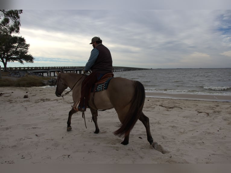 American Quarter Horse Ruin 7 Jaar 157 cm Grullo in Manns Harbor