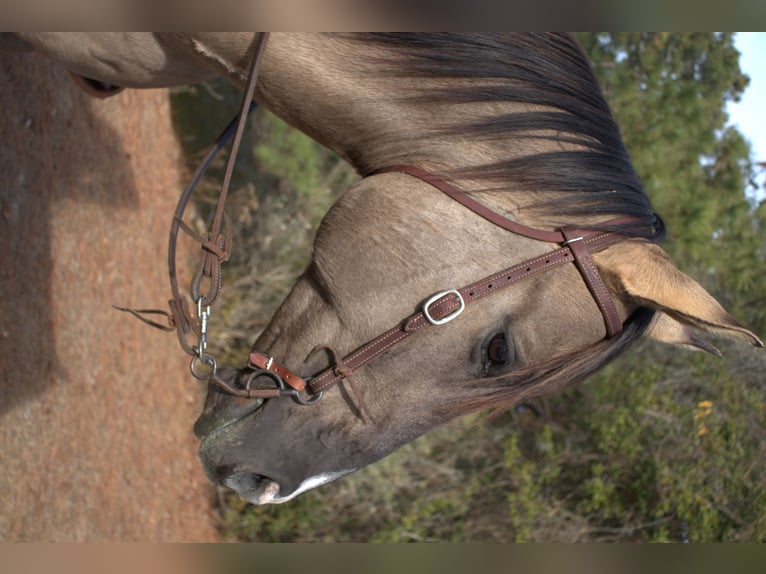 American Quarter Horse Ruin 7 Jaar 157 cm Grullo in Manns Harbor