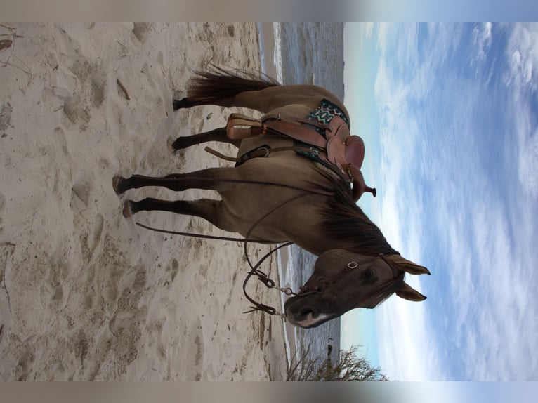 American Quarter Horse Ruin 7 Jaar 157 cm Grullo in Manns Harbor