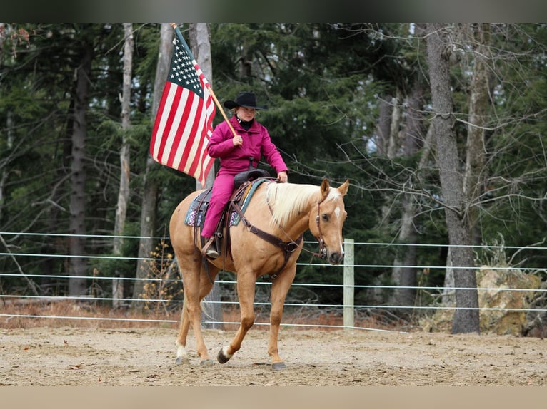 American Quarter Horse Ruin 7 Jaar 157 cm Palomino in Clarion