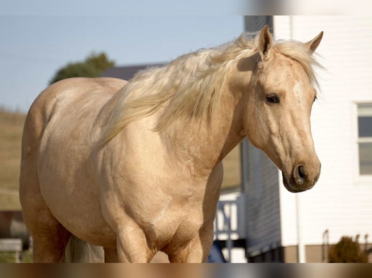 American Quarter Horse Ruin 7 Jaar 157 cm Palomino in Fresno