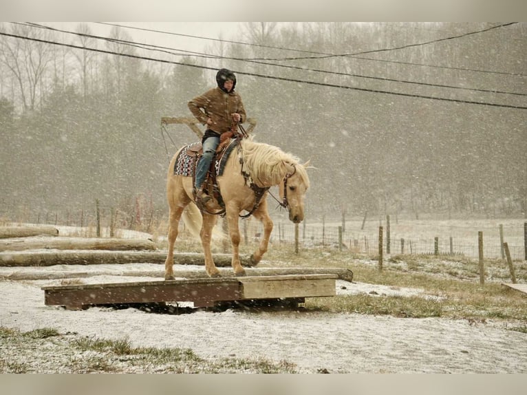 American Quarter Horse Ruin 7 Jaar 157 cm Palomino in Fresno