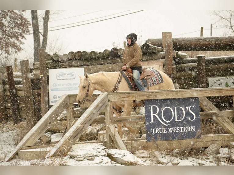 American Quarter Horse Ruin 7 Jaar 157 cm Palomino in Fresno