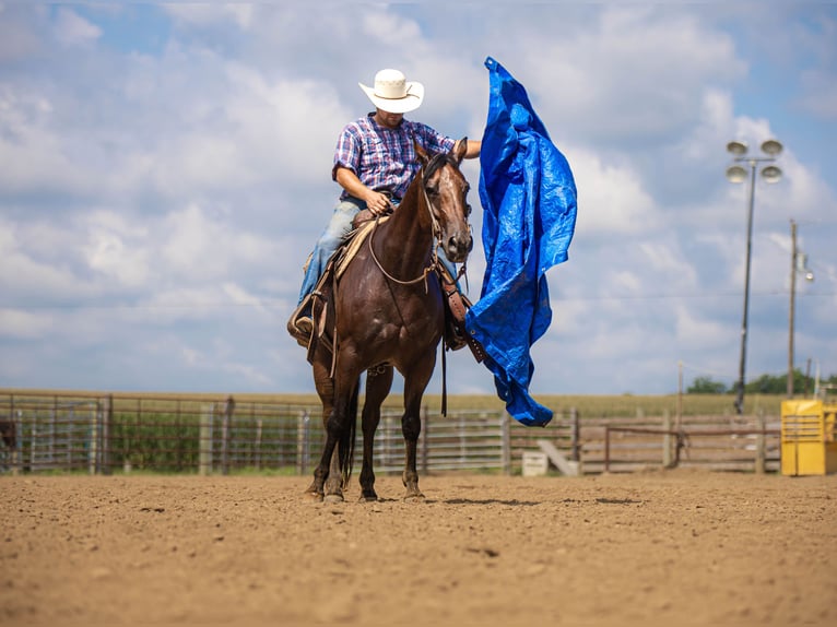 American Quarter Horse Ruin 7 Jaar 157 cm Roan-Bay in Auburn