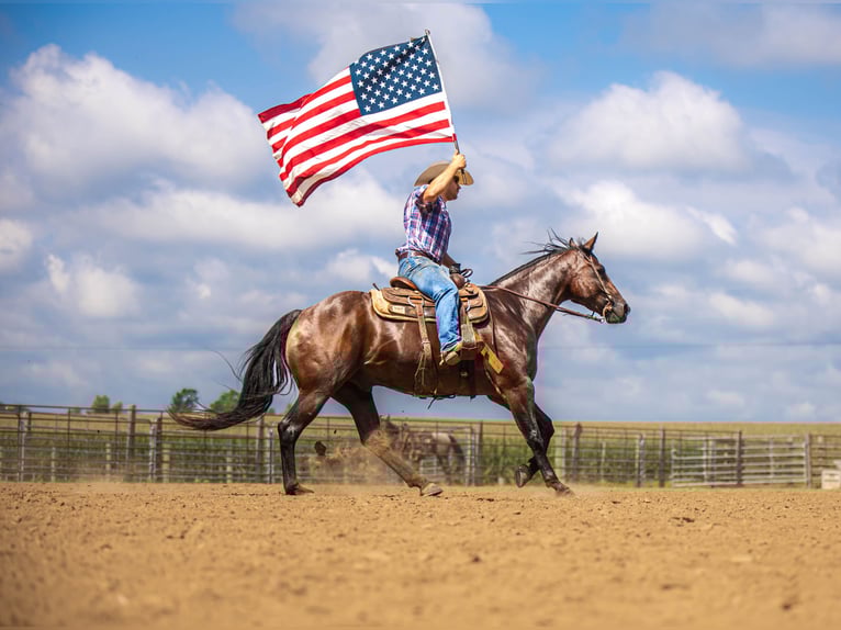 American Quarter Horse Ruin 7 Jaar 157 cm Roan-Bay in Auburn