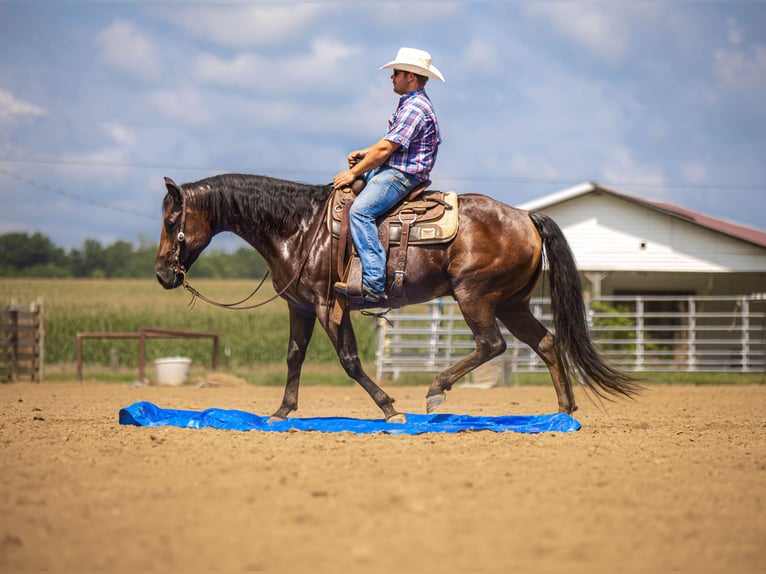 American Quarter Horse Ruin 7 Jaar 157 cm Roan-Bay in Auburn