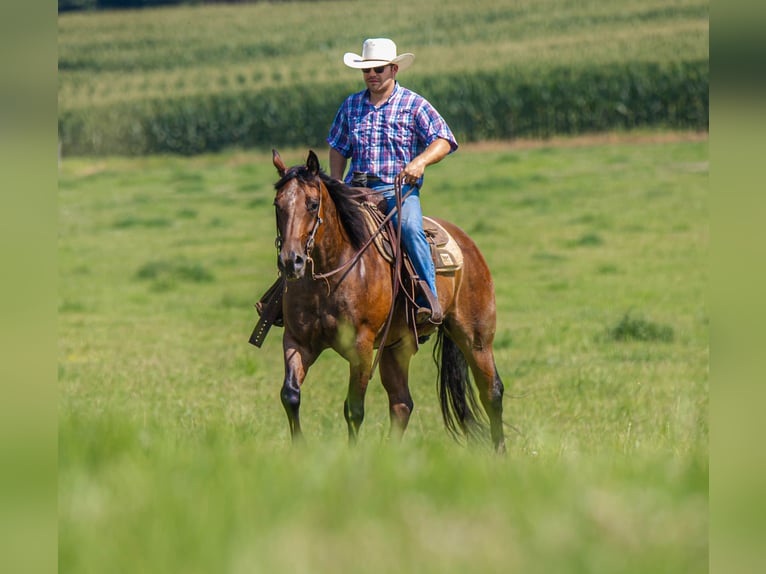 American Quarter Horse Ruin 7 Jaar 157 cm Roan-Bay in Auburn