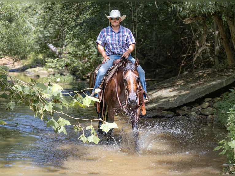 American Quarter Horse Ruin 7 Jaar 157 cm Roan-Bay in Auburn
