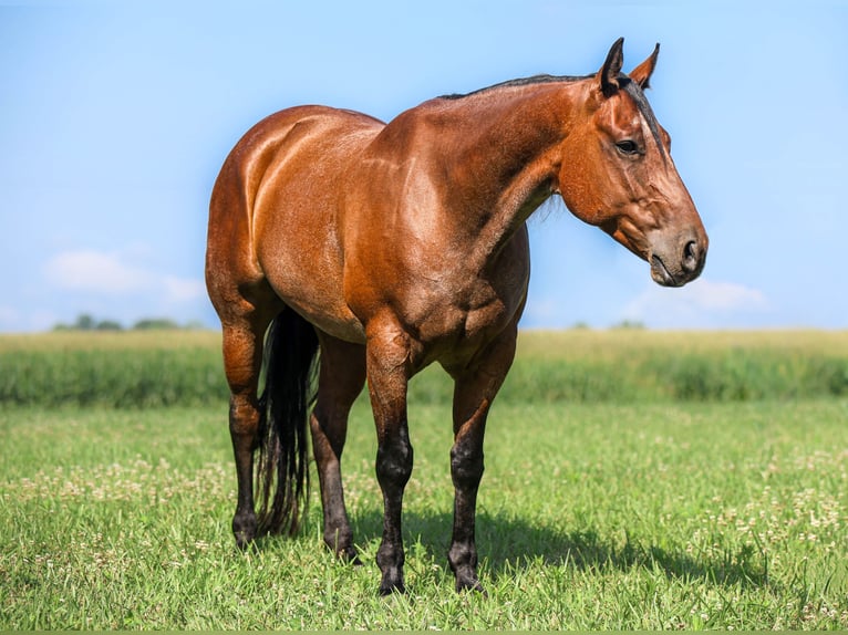 American Quarter Horse Ruin 7 Jaar 157 cm Roan-Bay in Auburn