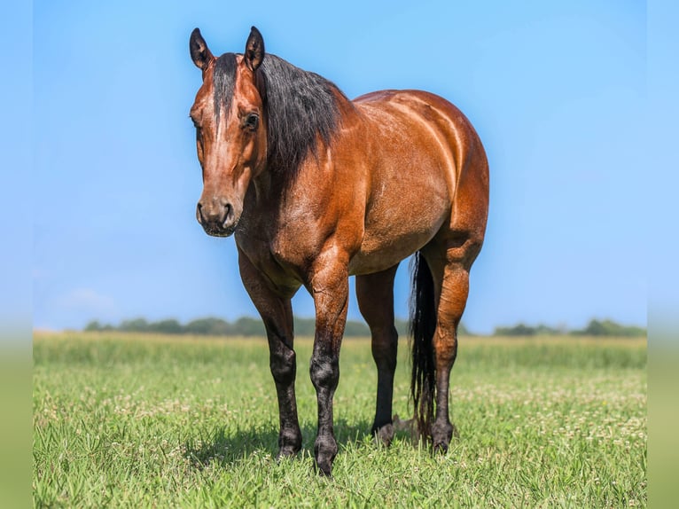 American Quarter Horse Ruin 7 Jaar 157 cm Roan-Bay in Auburn