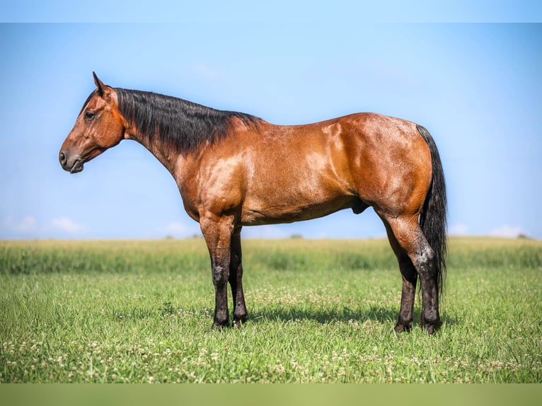 American Quarter Horse Ruin 7 Jaar 157 cm Roan-Bay in Auburn