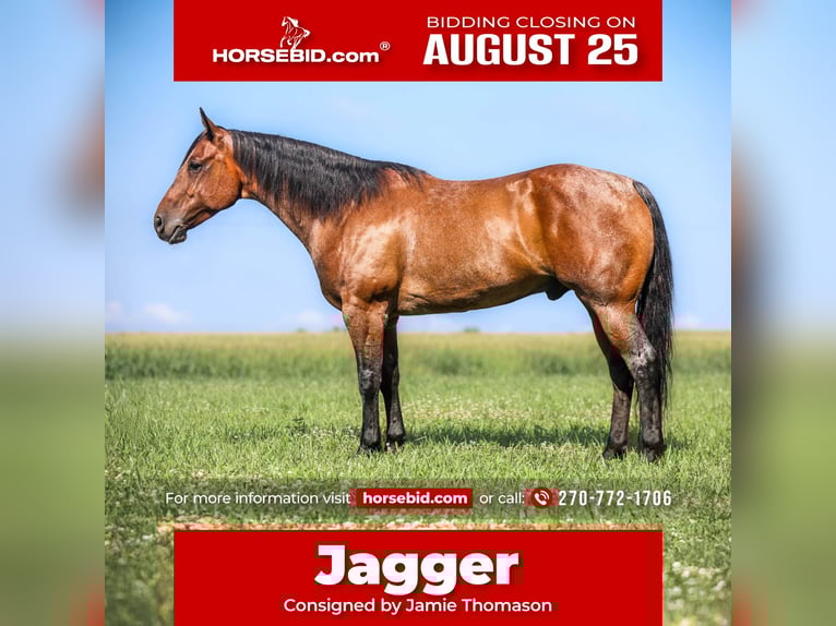 American Quarter Horse Ruin 7 Jaar 157 cm Roan-Bay in Auburn