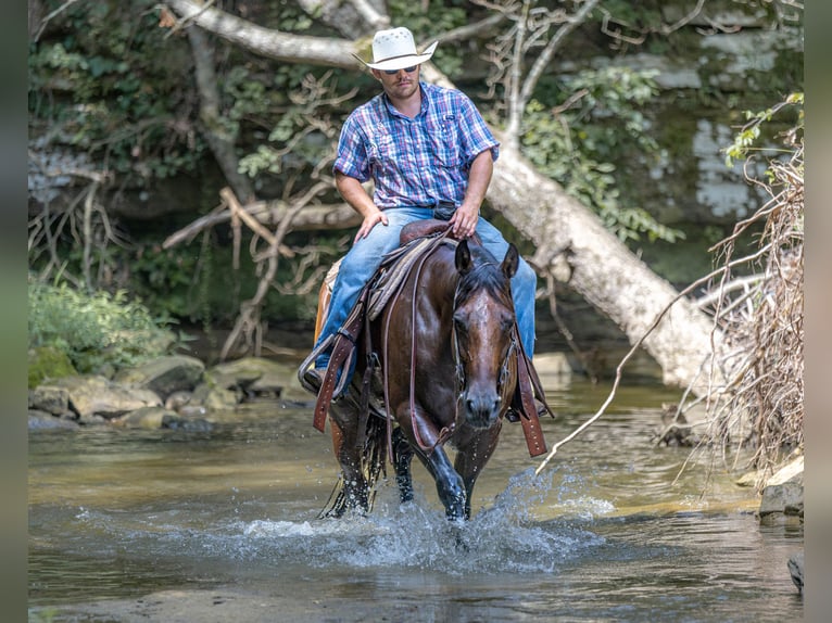 American Quarter Horse Ruin 7 Jaar 157 cm Roan-Bay in Auburn