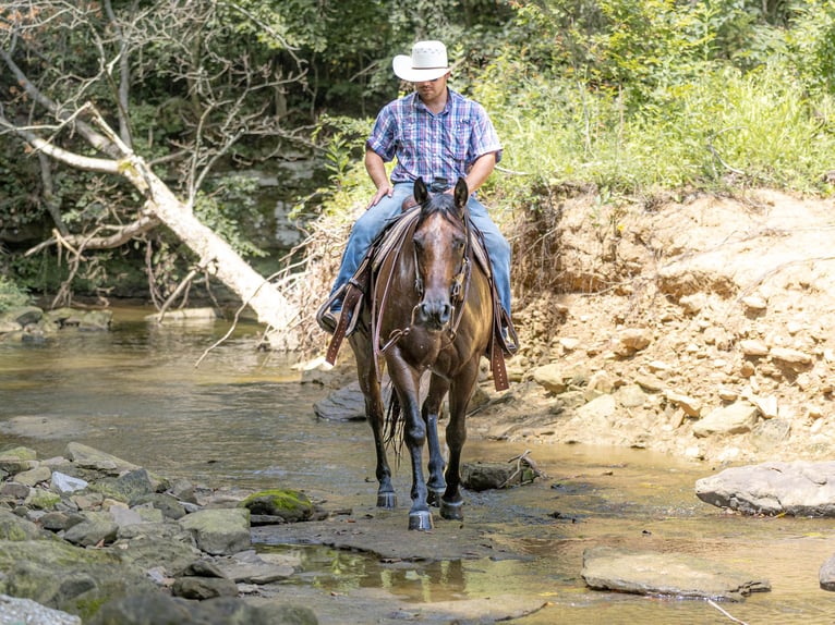 American Quarter Horse Ruin 7 Jaar 157 cm Roan-Bay in Auburn