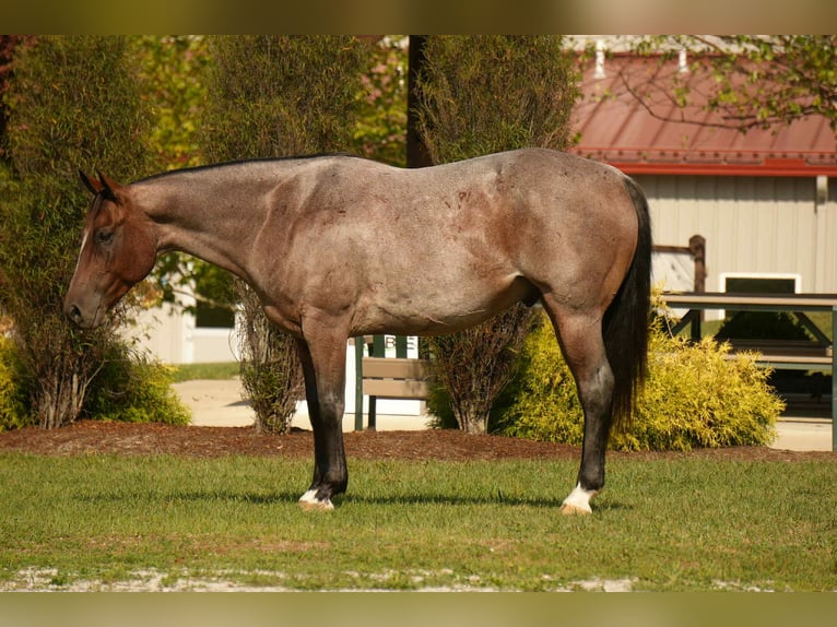 American Quarter Horse Ruin 7 Jaar 157 cm Roan-Bay in Fresno, OH