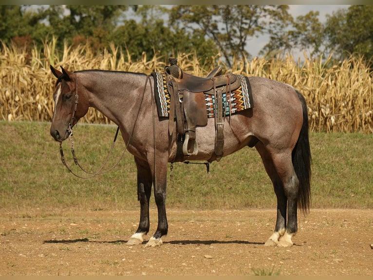 American Quarter Horse Ruin 7 Jaar 157 cm Roan-Bay in Fresno, OH