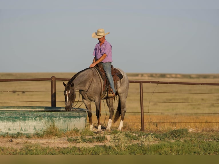 American Quarter Horse Ruin 7 Jaar 157 cm Roan-Red in Canyon TX