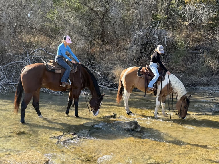 American Quarter Horse Ruin 7 Jaar 157 cm Roodbruin in Cleburne