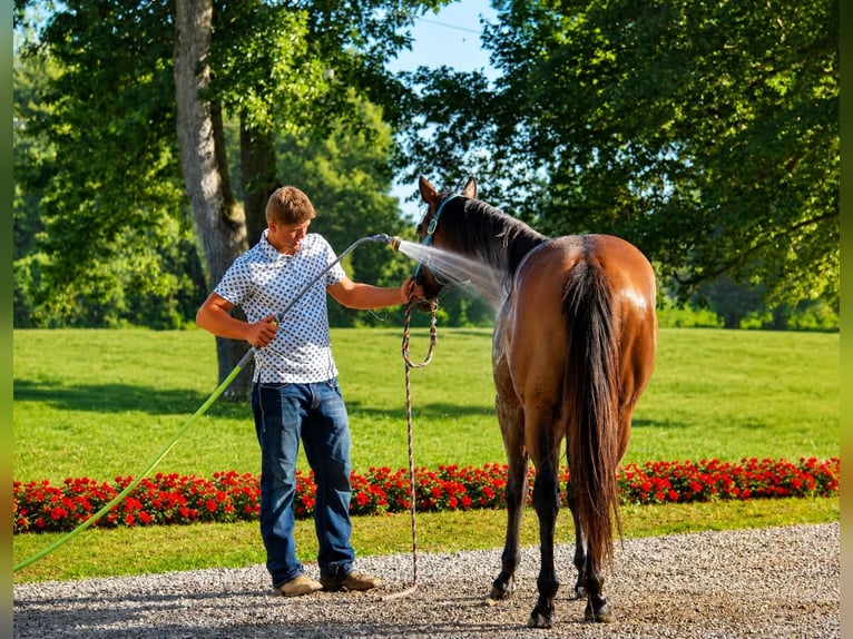 American Quarter Horse Ruin 7 Jaar 157 cm Roodbruin in Saint Joe