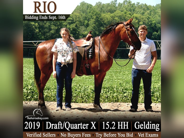 American Quarter Horse Mix Ruin 7 Jaar 157 cm Roodbruin in Saint Joe, IN
