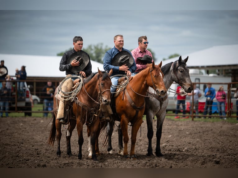 American Quarter Horse Ruin 7 Jaar 157 cm Roodvos in Nevis