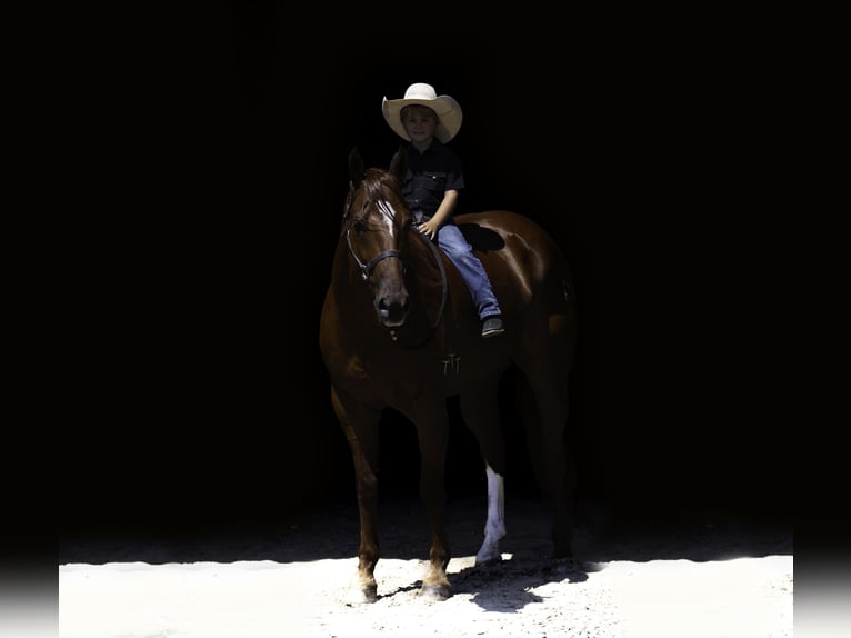 American Quarter Horse Ruin 7 Jaar 157 cm Roodvos in Nevis
