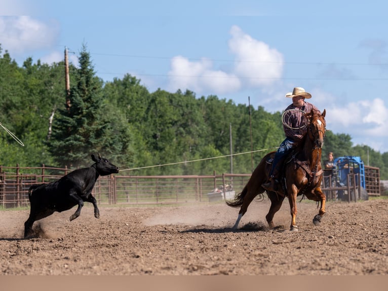 American Quarter Horse Ruin 7 Jaar 157 cm Roodvos in Nevis