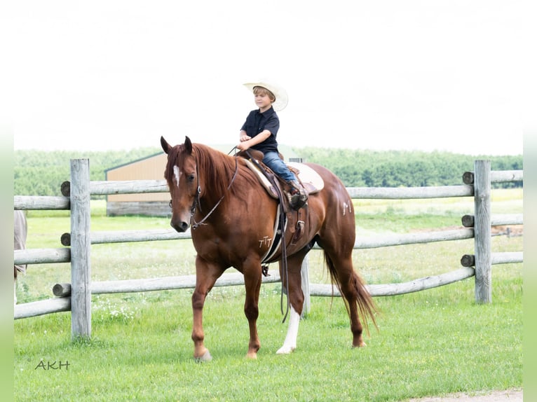 American Quarter Horse Ruin 7 Jaar 157 cm Roodvos in Nevis