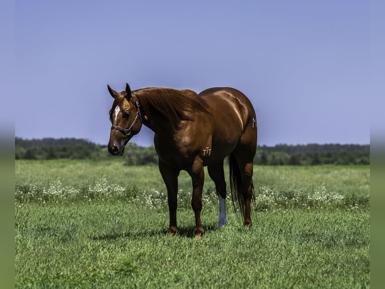 American Quarter Horse Ruin 7 Jaar 157 cm Roodvos in Nevis