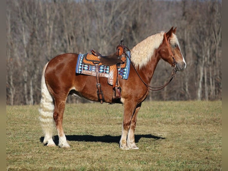 American Quarter Horse Ruin 7 Jaar 157 cm Roodvos in Level Green Ky