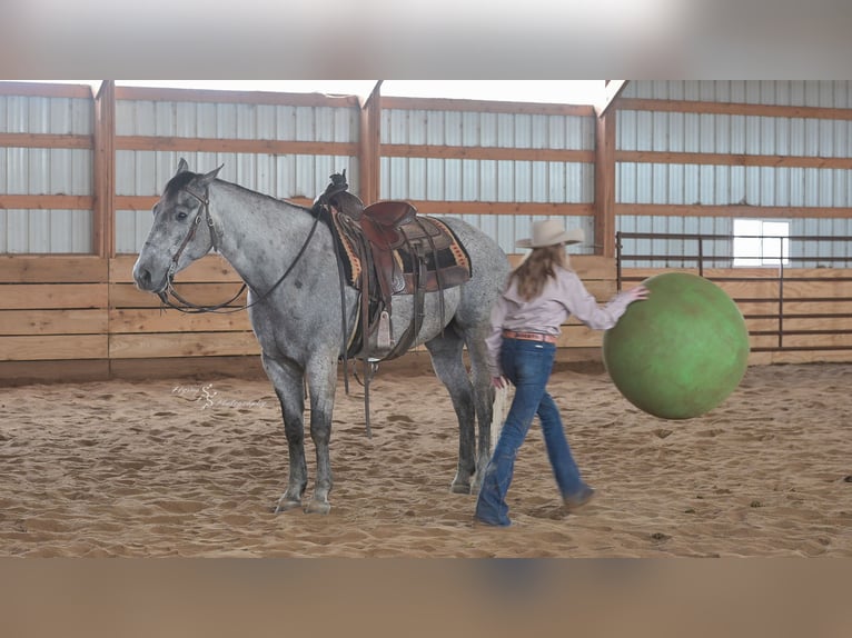 American Quarter Horse Ruin 7 Jaar 157 cm Schimmel in Harwood