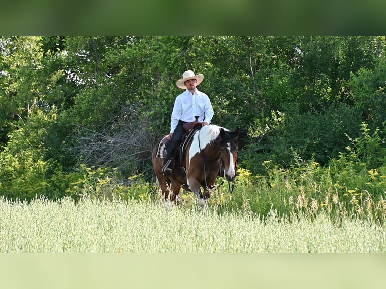 American Quarter Horse Ruin 7 Jaar 157 cm Tobiano-alle-kleuren in Fairbank IA