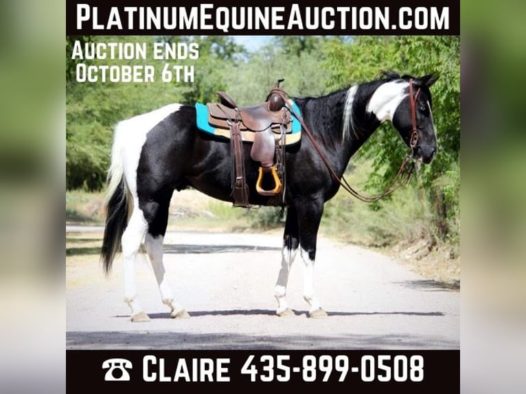 American Quarter Horse Ruin 7 Jaar 157 cm Tobiano-alle-kleuren in Camp Verde AZ