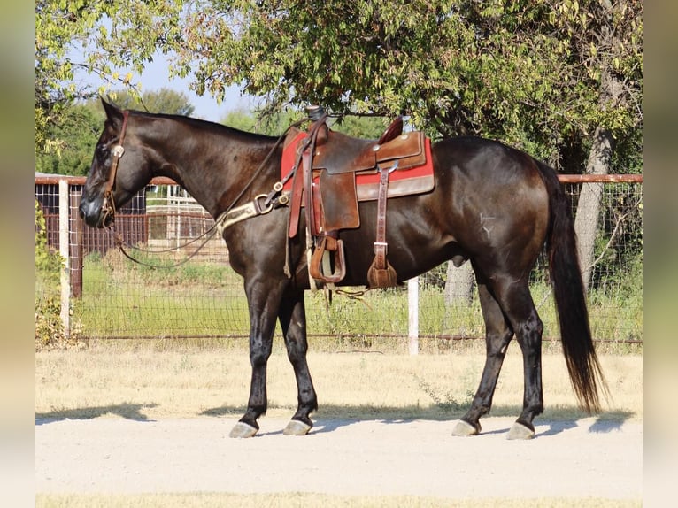 American Quarter Horse Ruin 7 Jaar 157 cm Zwart in Breckenridge TX