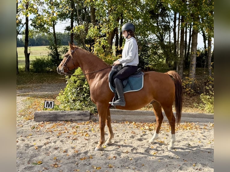 American Quarter Horse Ruin 7 Jaar 158 cm Vos in Davidschlag