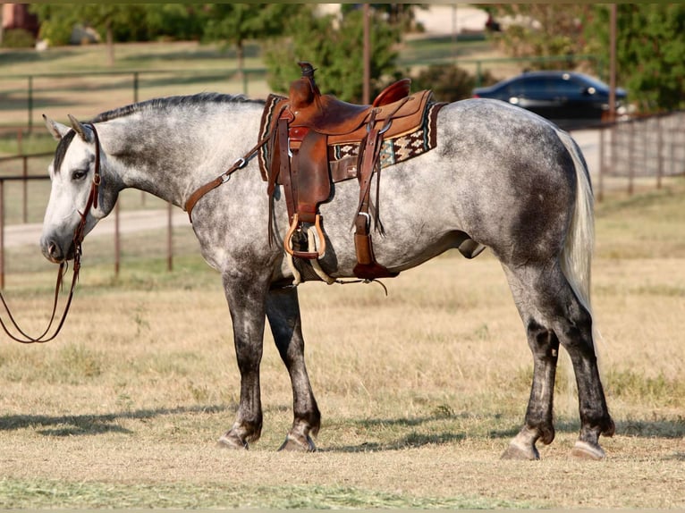American Quarter Horse Ruin 7 Jaar 160 cm Appelschimmel in Joshua TX