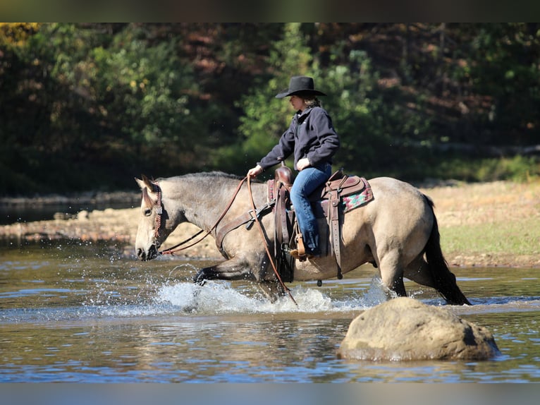 American Quarter Horse Ruin 7 Jaar 160 cm Buckskin in Clarion