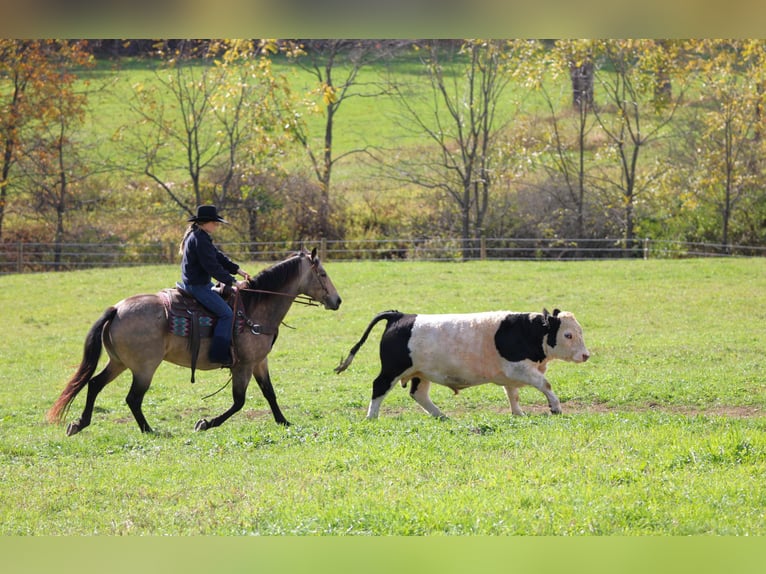 American Quarter Horse Ruin 7 Jaar 160 cm Buckskin in Clarion American Quarter Horse Ruin 7 Jaar 160 cm Buckskin in Clarion