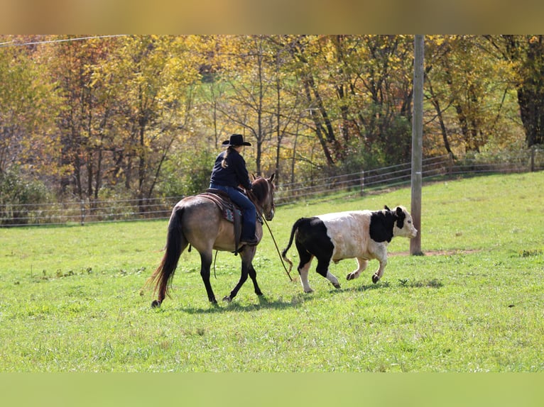 American Quarter Horse Ruin 7 Jaar 160 cm Buckskin in Clarion American Quarter Horse Ruin 7 Jaar 160 cm Buckskin in Clarion