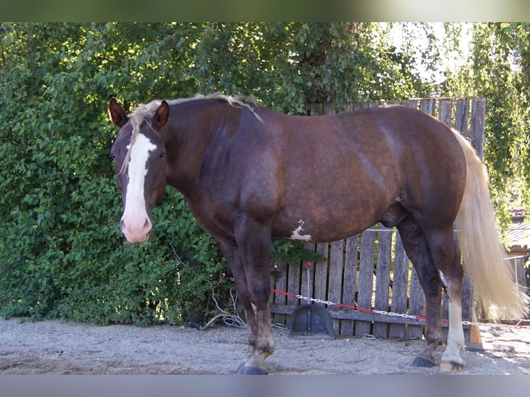 American Quarter Horse Mix Ruin 7 Jaar 160 cm Buckskin in Altomünster